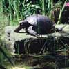 Schildkrötenteich